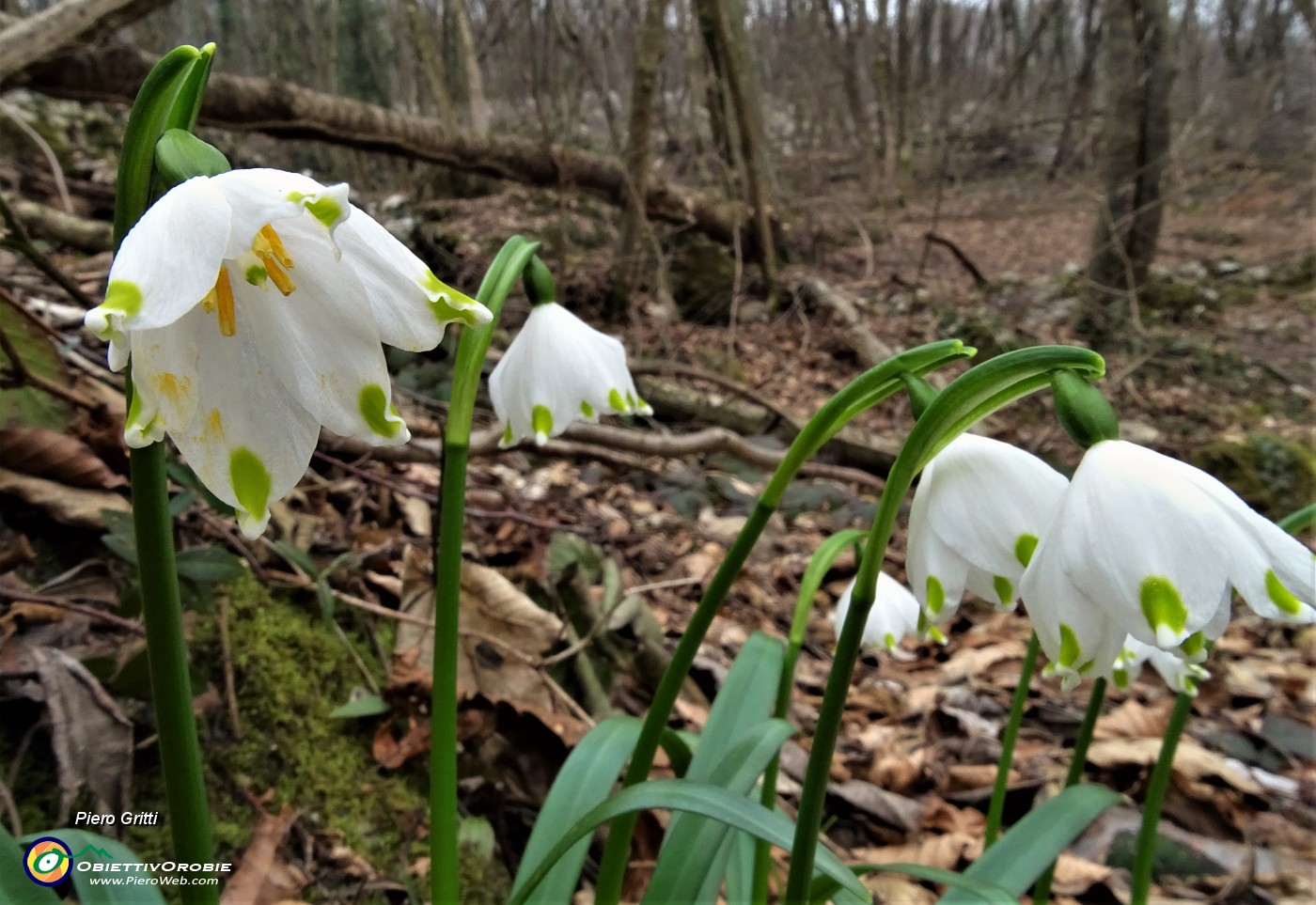 66 Campanellini-Falsi bucaneve (Leucojum vernum).JPG